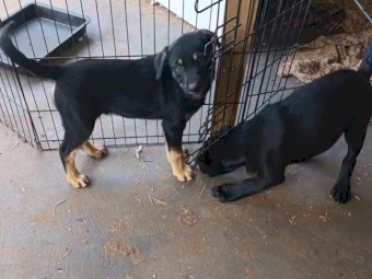 Excellent working kelpie pups 