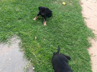 Excellent working kelpie pups 