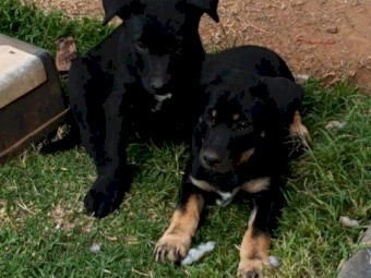 Excellent working kelpie pups 