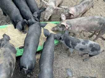 Free Range Piglets 