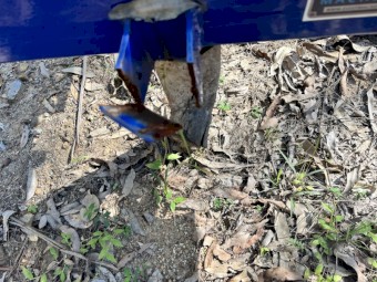 Dissy Machines - DDGB6R