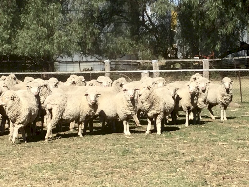 Bogo Blood Merino ewes 