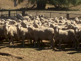 Bogo Blood Merino ewes 