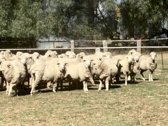 Bogo Blood Merino ewes 