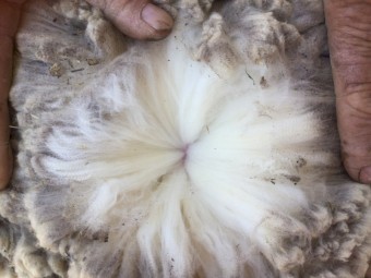 Bogo Blood Merino ewes 