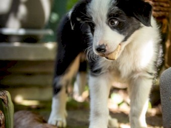 Border Collie