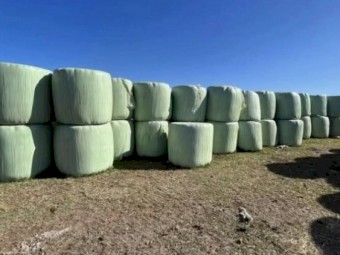 FRESH KIKUYU, RYE & CLOVER SILAGE