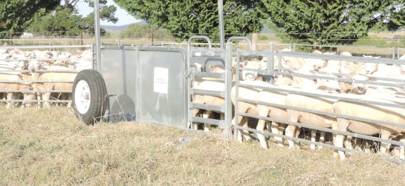 Arrowquip Portable Sheep yards (No GST)