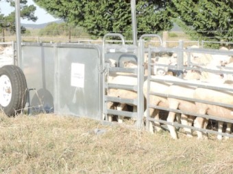 Arrow Portable Sheep Yards