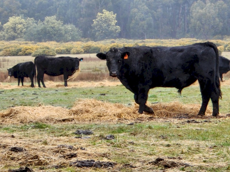 WANTED Beef Cattle Agistment