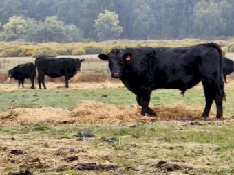 WANTED Beef Cattle Agistment