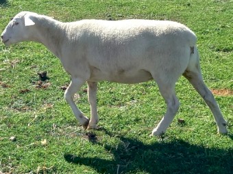 AUSTRALIAN WHITE EWE LAMBS TATTYKEEL x RED HILLS STUD RAM YOUNG AUSTRALIAN WHITES EWE LAMBS