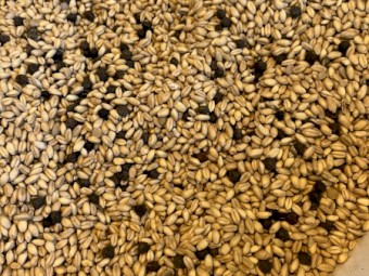 Illabo Wheat Vetch Pea Mix