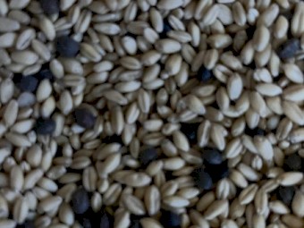 Illabo Wheat Vetch Pea Mix