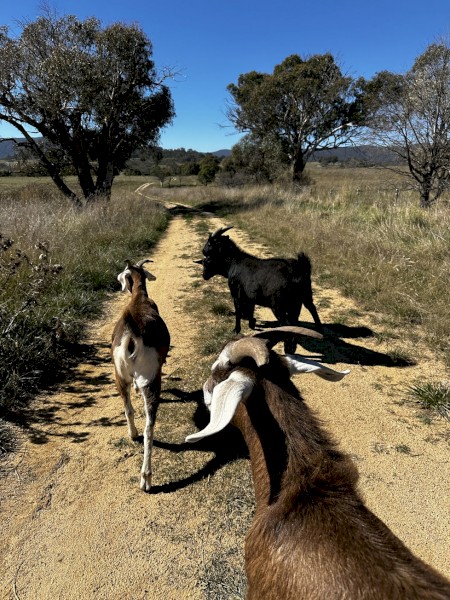 4 Mixed Goats For Sale -  2 Does, 2 Wethers 