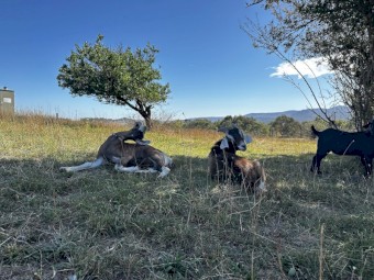 4 Mixed Goats For Sale -  2 Does, 2 Wethers 