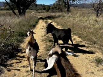4 Mixed Goats For Sale -  2 Does, 2 Wethers 