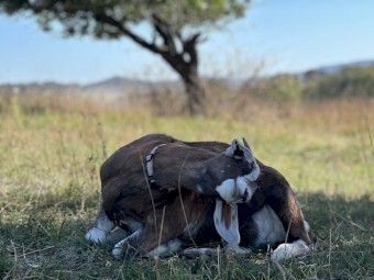4 Mixed Goats For Sale -  2 Does, 2 Wethers 