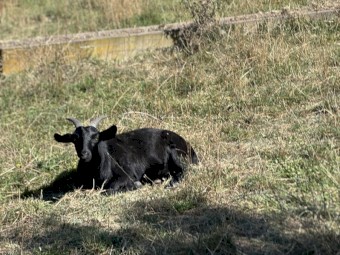 4 Mixed Goats For Sale -  2 Does, 2 Wethers 