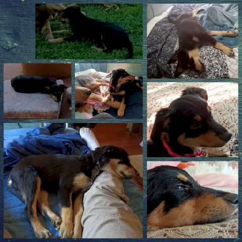 Kelpie Mixed Heeler Pups FREE  FREE