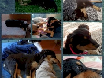 Kelpie Mixed Heeler Pups FREE  FREE