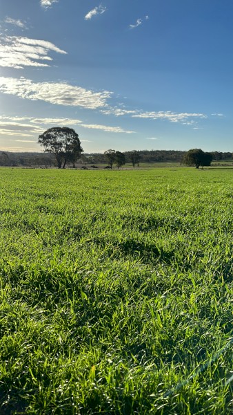 WANTED Forage Cereal Seed