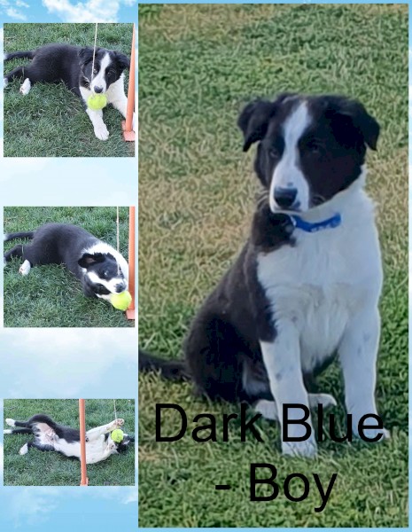 Border Collie pups  for sale