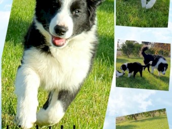 Border Collie pups  for sale
