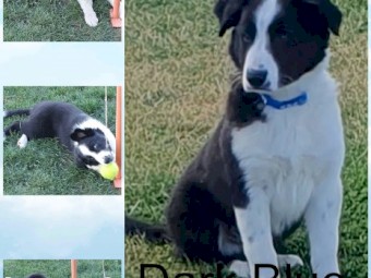 Border Collie pups  for sale