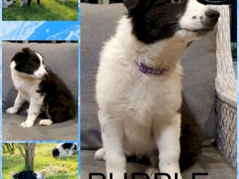 Border Collie pups  for sale