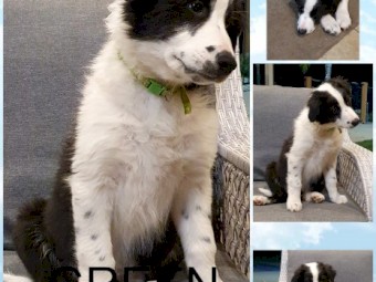 Border Collie pups  for sale