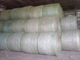 Hay Bales Sale .