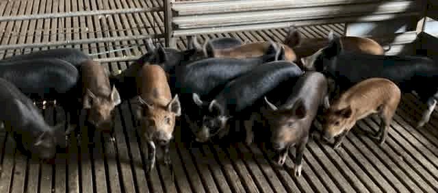 Berkshire X Piglets