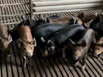 Berkshire X Piglets
