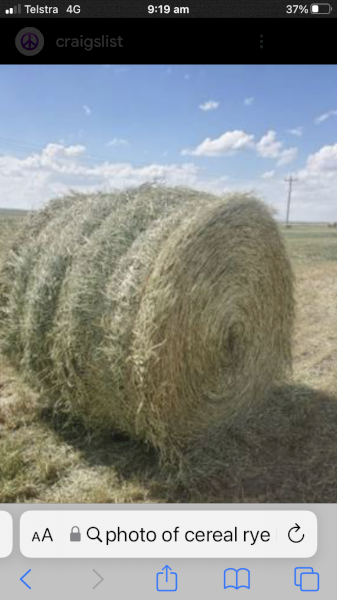 WANTED Clover Rye Hay