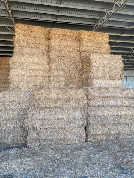 Shedded straw with oats/rye/wheat seed