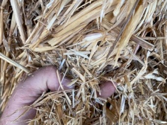 Shedded straw with oats/rye/wheat seed