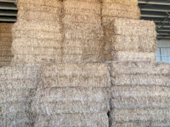 Shedded straw with oats/rye/wheat seed