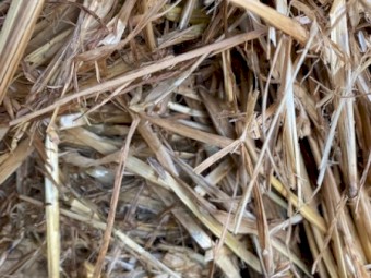 Shedded straw with oats/rye/wheat seed