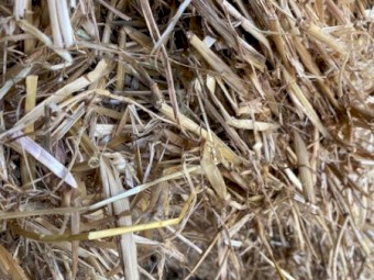 Shedded Rye Grass Hay 8X4X3 squares