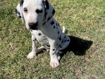 Dalmatian pups