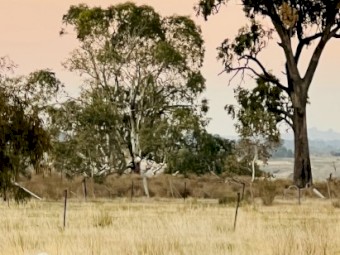 Quality Tattykeel Bloodline Flock Rams 