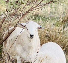 Quality Tattykeel Bloodline Flock Rams 