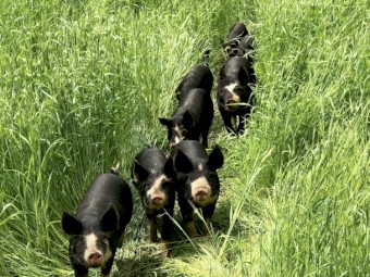 Berkshire Pigs