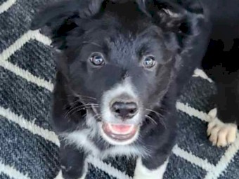 Border Collie Pups 