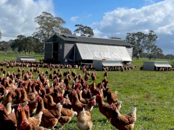 Leghorn Mobile Egg layering Sheds