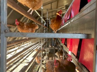 Leghorn Mobile Egg layering Sheds