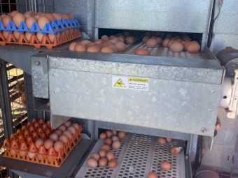 Leghorn Mobile Egg layering Sheds