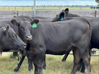 Black Angus heifers and cows for sale
