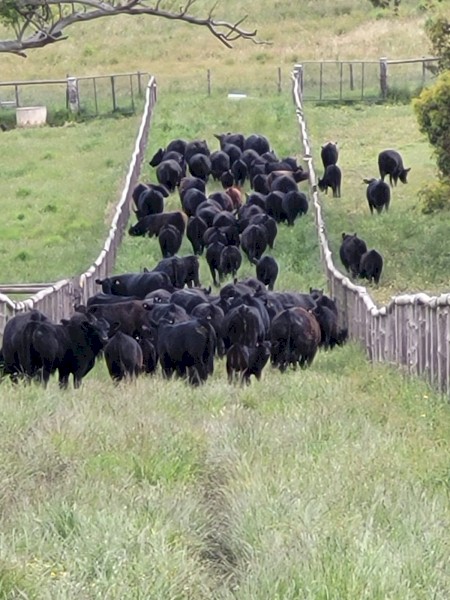 WANTED Cattle Agistment Adelaide Hills